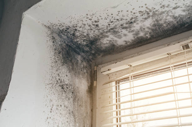 Affordable Basement Mold Removal solutions in Hermitage, PA